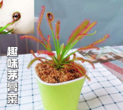 白好望角怎么养