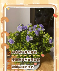 丹麦风铃怎么换土