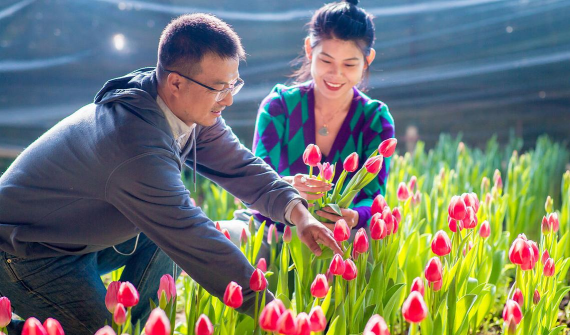 家庭养花用生根粉