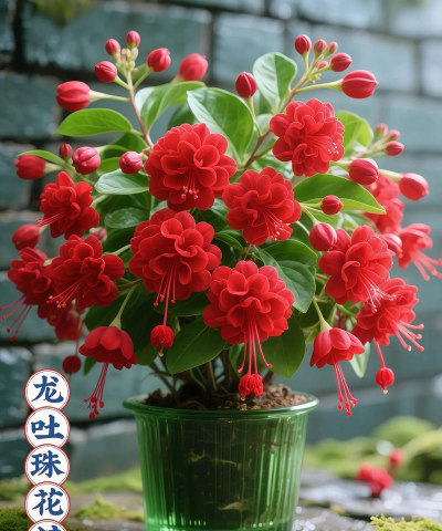 家庭养花用生根粉