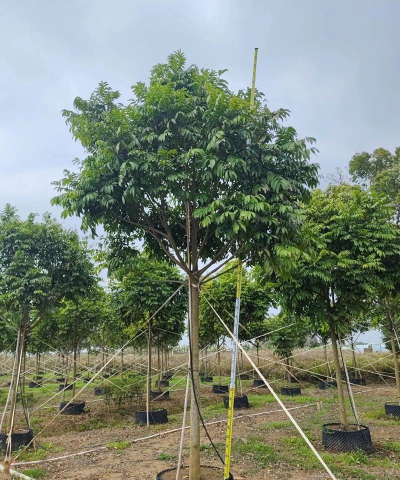 仁面子怎么养护