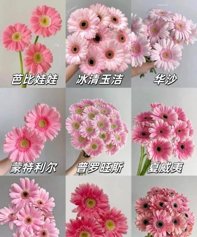 非洲菊怎么培养