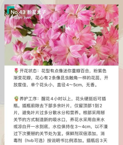 家庭养花用生根粉