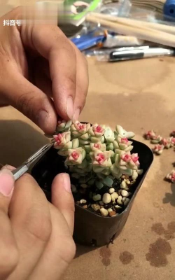 家庭养花用生根粉