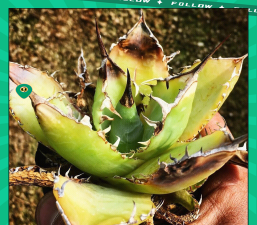 龙舌兰冬天怎么养