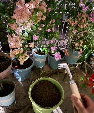 家庭养花用生根粉