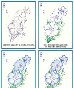 亚麻花怎么种
