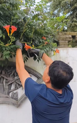 家庭养花用生根粉