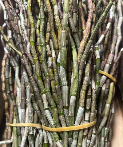 铁皮石斛怎么增殖