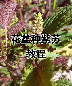 阳台紫苏怎么种植