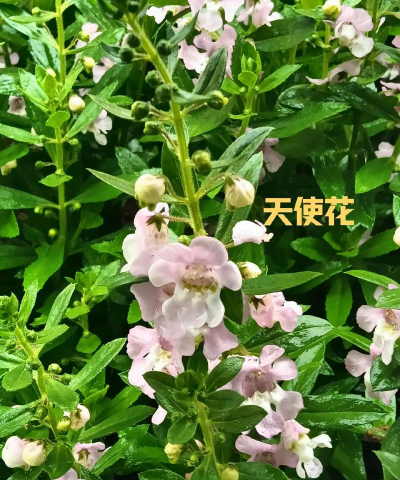 天使花怎么繁殖