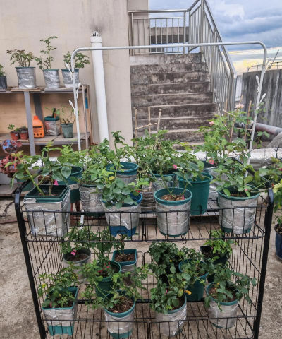 家庭养花用生根粉