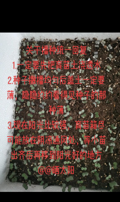 甘蓝花籽怎么种