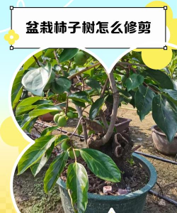 柿盆景怎么修剪