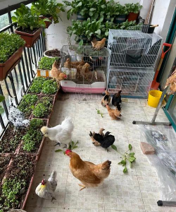 家庭养花用生根粉