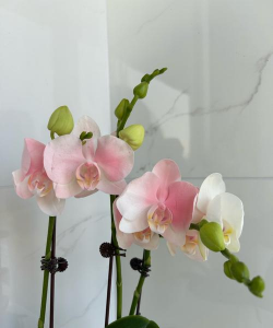 蜜桃水养花行吗