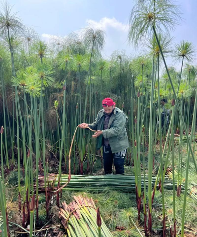 纸莎草怎么繁殖