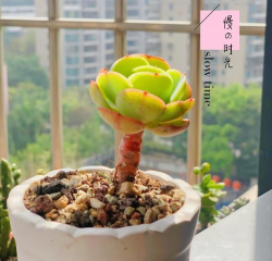 碧桃夏季怎么浇水