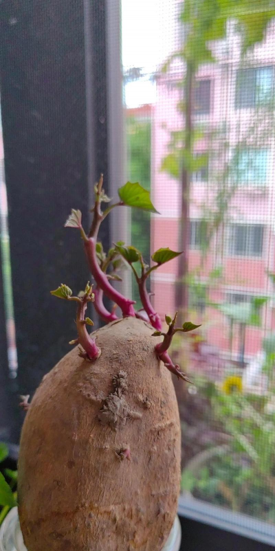 家庭养花用生根粉