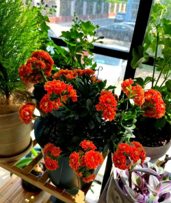 家庭养花用生根粉