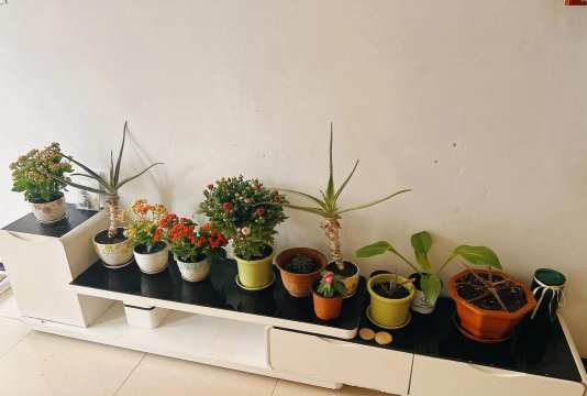 家庭养花用生根粉