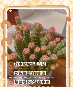 家庭养花用生根粉