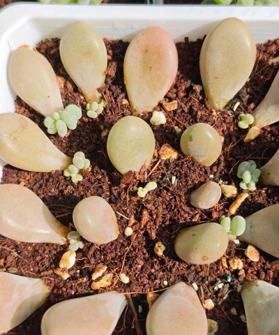 家庭养花用生根粉