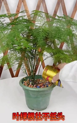 家庭养花用生根粉