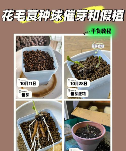 家庭养花用生根粉