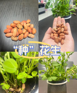 蚕豆里养花生