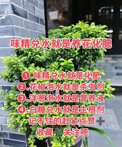 家庭养花用生根粉