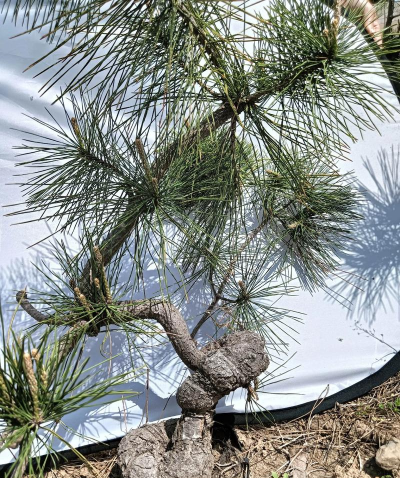 松树苗怎么造型