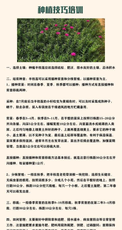 半枝莲怎么种植