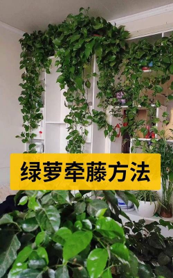 藤蔓绿萝怎么养