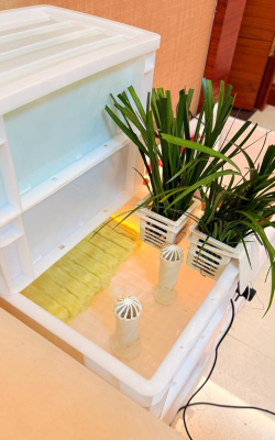 家庭养花用生根粉