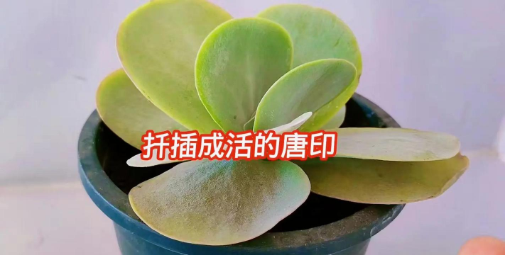 唐印夏天怎么扦插