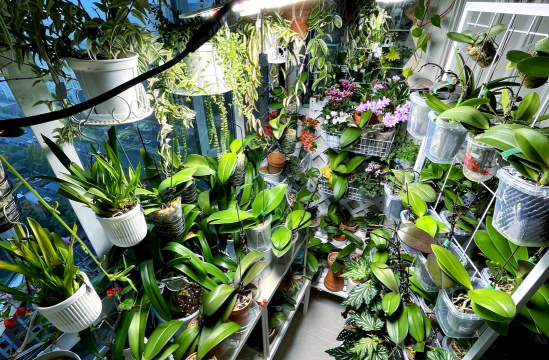 家庭养花用生根粉