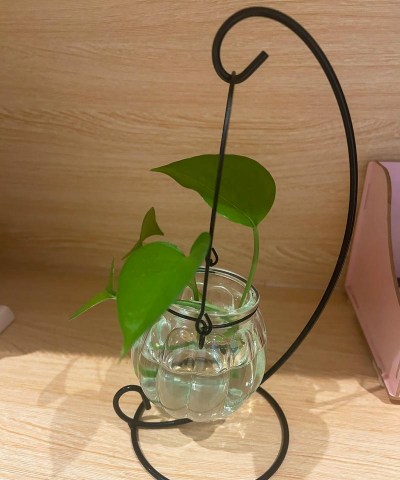 店里用吊瓶养花 店里用吊瓶养花