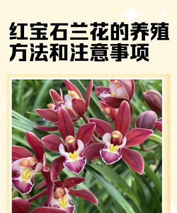 怎么养人工红宝石