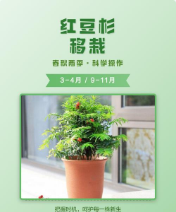 怎么移植红豆杉