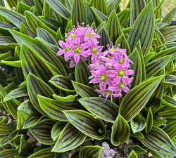 缟缦穗怎么浇水