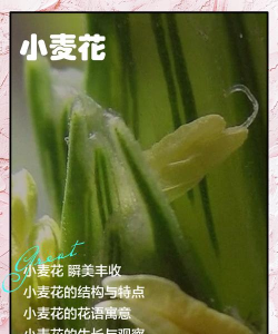 麦子皮养花