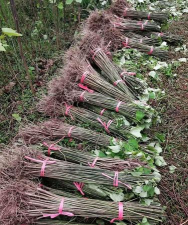 油桐播种育苗要点