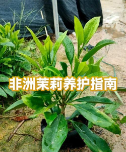 非洲茉莉冬天怎么保暖
