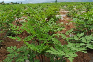 当归叶子怎么放保险