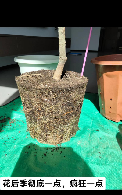 家庭养花用生根粉