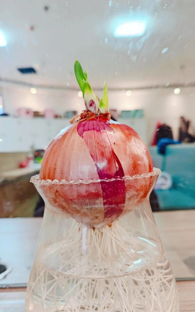 这个洋葱怎么种家里