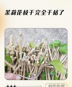 怎么判断茉莉枝干死了