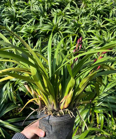 红宝剑花怎么种