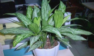 银皇帝植物怎么养